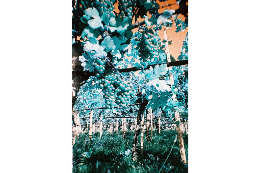 Lomography Simple Use Reloadable 35mm Film Camera - LomoChrome Turquoise